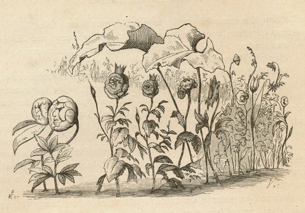 Illustrationer til H.C. Andersens eventyr ““Den lille Idas blomster”” 1835 udført af tegneren Vilhelm Pedersen. Foto Lars Bjørnsten Odense